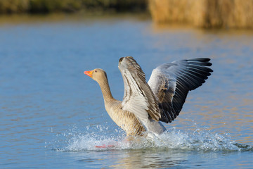 Greylag goose