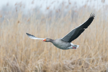 Flying Greylag Goose, Anser anser, Germany, Europe