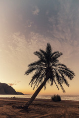 Summer landscape with palms