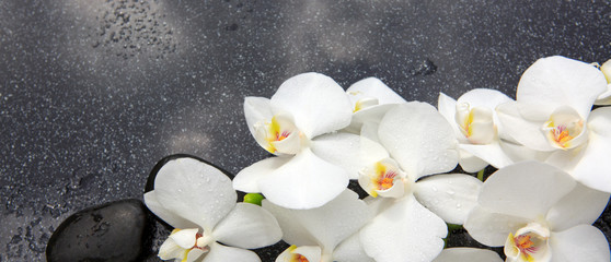 Spa background with white orchid and stone.