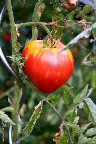 Tomate Coeur De Boeuf Poster Id F