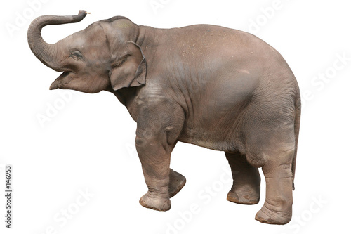Fototapeta baby elephant