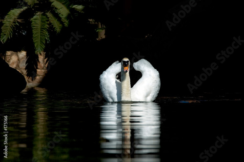  swan with reflection