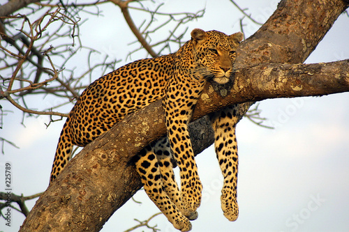 Fototapeta lazy lounging leopard