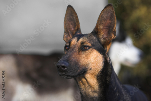 shepherd