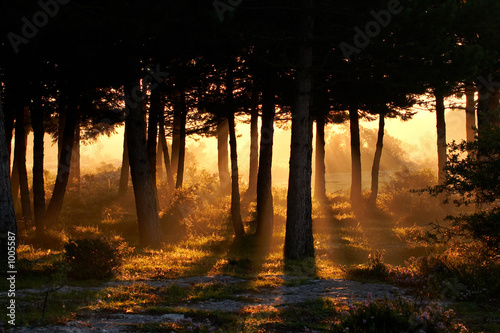  awakening of day in summer