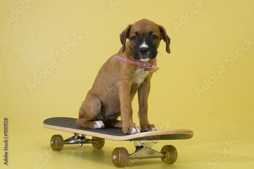 pup on skateboard