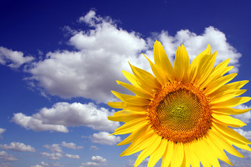 Plakat roślina natura słonecznik kwiat