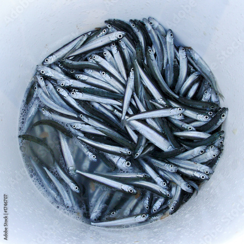 La pêche à podmoskove. Les rapports des pêches