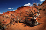 gobi desert tree