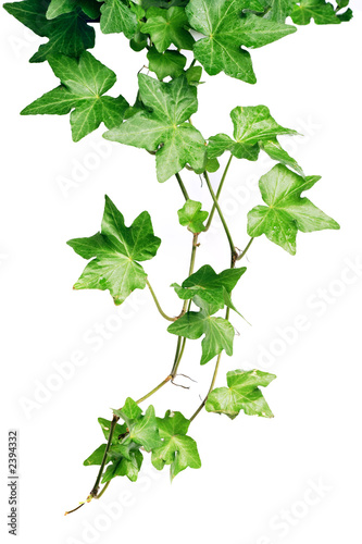 Lacobel green ivy