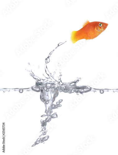 Fototapeta jumping goldfish