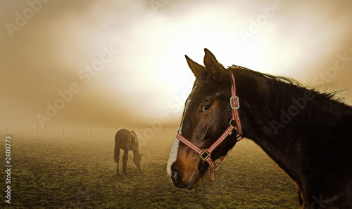 Lacobel horse in the mist