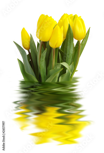 Fototapeta yellow tulips