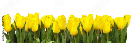 linia-zoltych-tulipanow