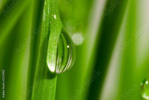 Fototapeta fresh grass with dew drops