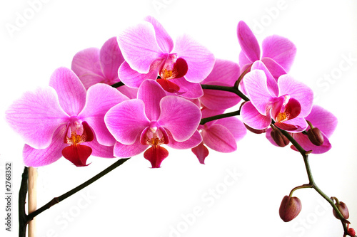 galazka-rozowej-orchidei