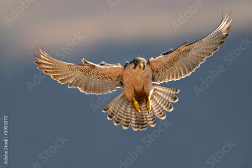 lanner falcon landing Poster