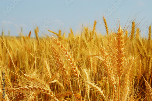 Lacobel wheat