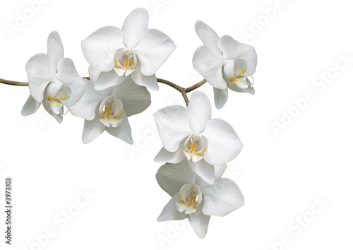 kwiaty-bialej-orchidei