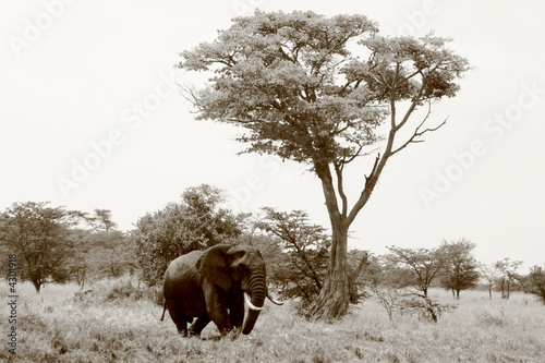 Obraz na płótnie Giants of Serengeti