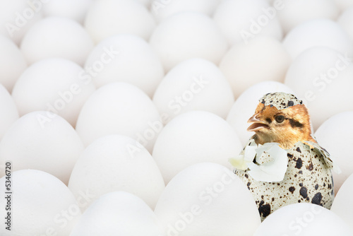 new-born-chick-in-unusual-egg-among-ordinary-another-eggs-poster-id