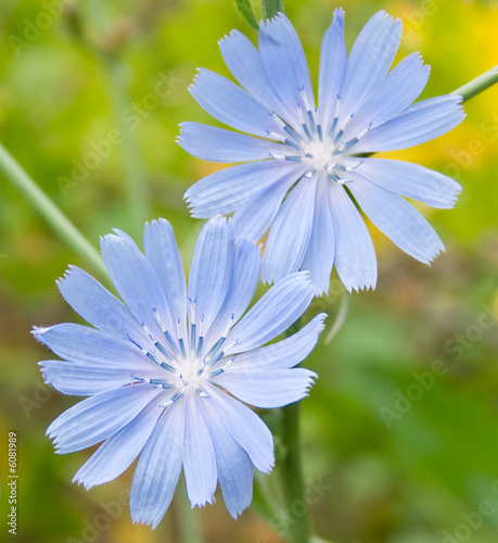 Chicory materia medica picture