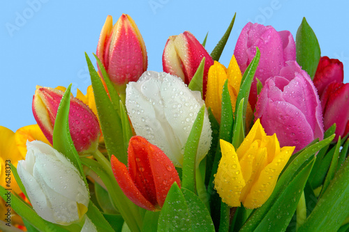 swiezy-tulipanowy-bukiet-z-rosa