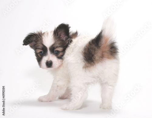 PAPILLON PUPPY