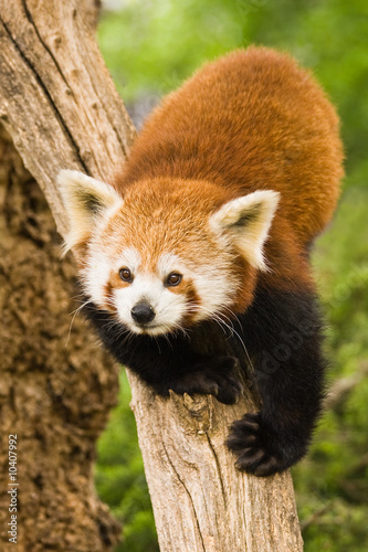 Red Pandas Live In The Himalayas And Southwest Of China Poster ID F10407992