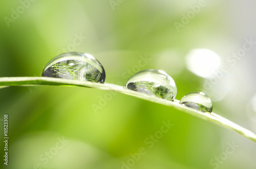 Fototapeta drops with green grass