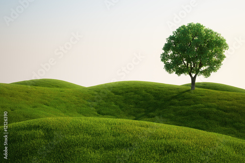  Grass field with a tree