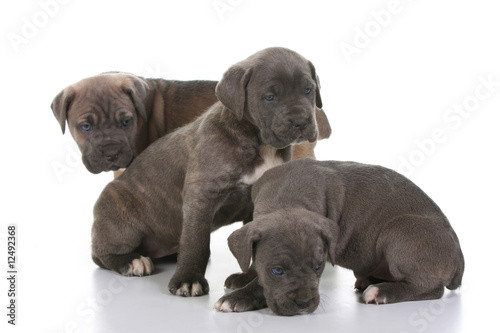 italian mastiff cane corso