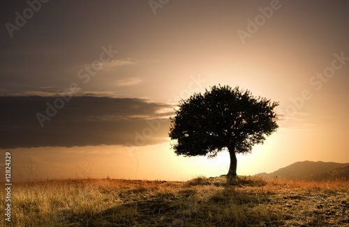 Fototapeta solitary oak tree in golden sunset