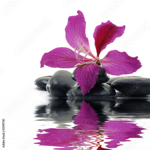 Fototapeta Reflection for black pebbles with beauty red flower
