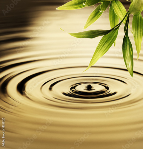 Lacobel Fresh bamboo leaves over water