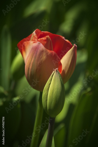 czerwony-tulipan-patrz-rowniez