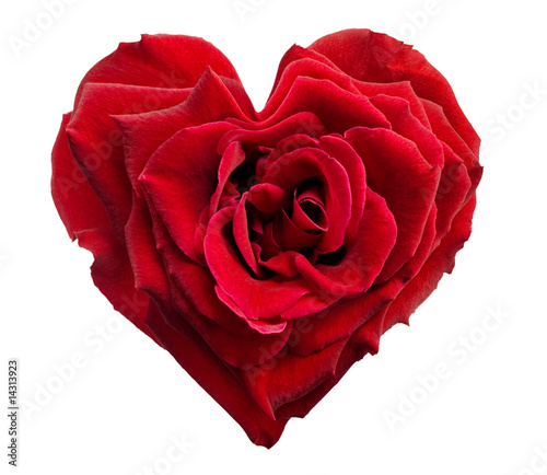 Fototapeta heart shaped rose isolated on white background