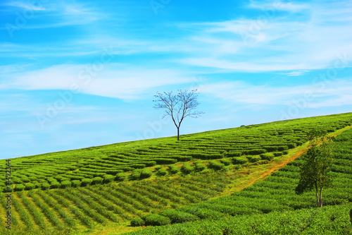  Tea plantation