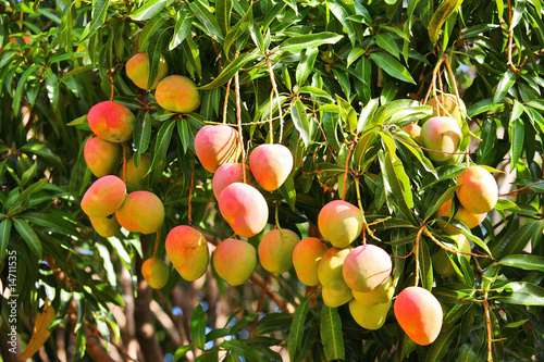 Mango tree with ripening fruits © Vladimir Melnik