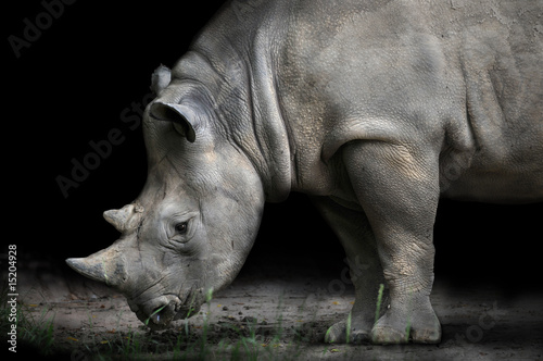 Obraz na płótnie Rhinoceros Bending Down To Eat