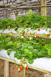 Strawberry plant - hydo planting style