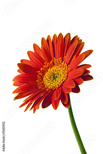  Isolated Orange and yellow Gerbera or Gerber Daisy