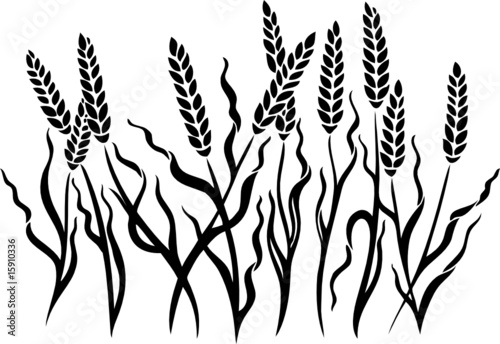 "Kornfeld, Ähren, Herbst, Ernte, Kornähren" Stockfotos und