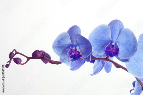 Fototapeta Blue orchid