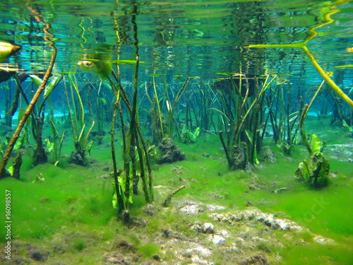 underwater springs by TUNIS MARSH, Royalty free stock photos #16098557 ...