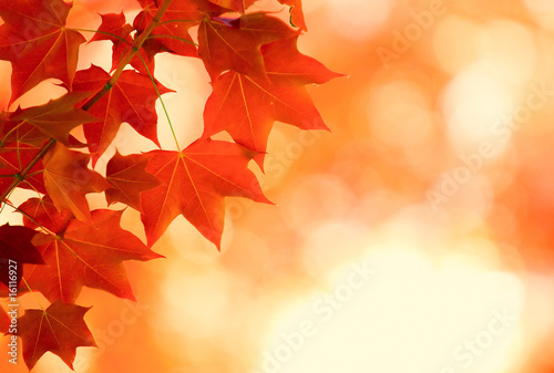  autumn leaves, very shallow focus