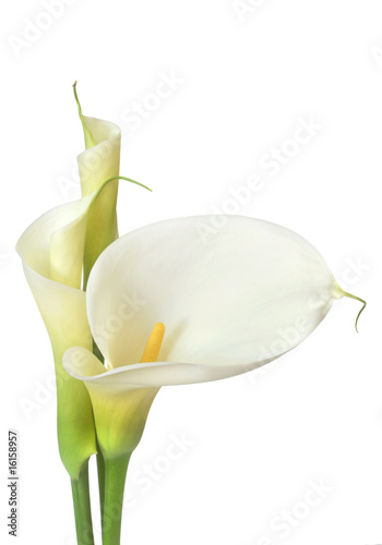 Lacobel White Calla Lilies