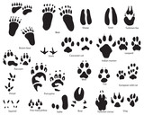 animal traces