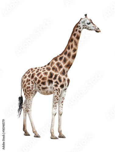 Fototapeta Giraffe female on white